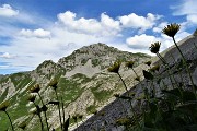 36 Nel Mandrone 'Doronico dei macereti' (Doronicum grandiflorum) con vista in Corna Piana